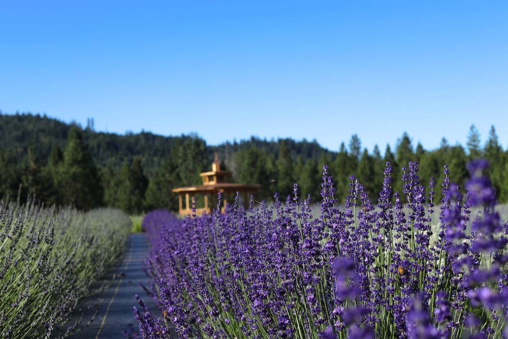 Lavender Farms – The Applegate Wine Trail